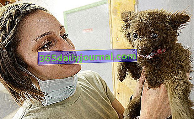 Първо посещение при ветеринар: подгответе кучето или кученцето