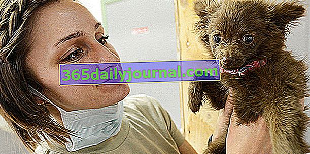 První návštěva veterináře: připravte svého psa nebo štěně
