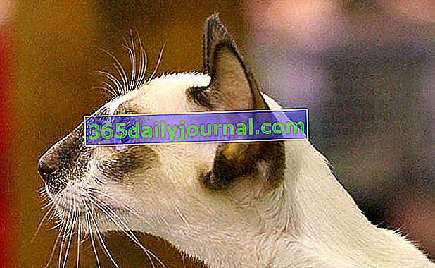Сейшелите, порода котки от ориенталски тип