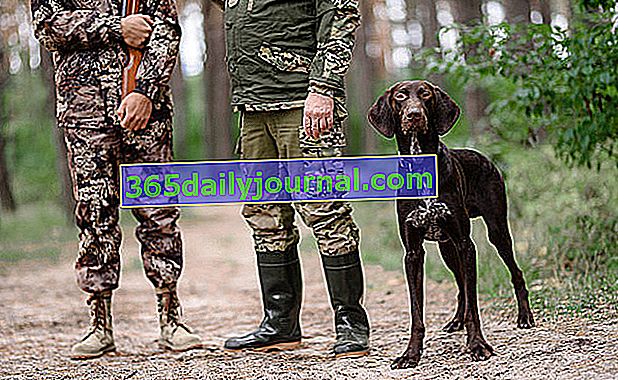 Zavarovanje lovskih psov
