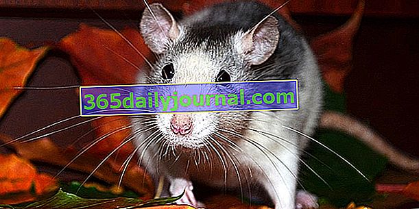Evcil sıçan: evde evcil bir fareyi evlat edinme ve büyütme