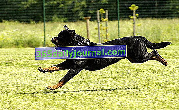 Rottweiler, çok sportif bir köpek