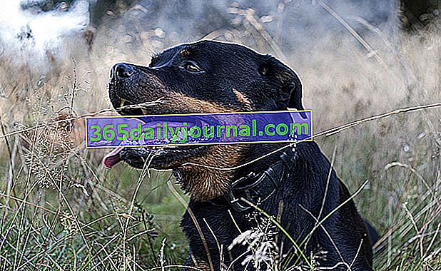 Rottweiler, kaba olduğu bilinen bir köpek
