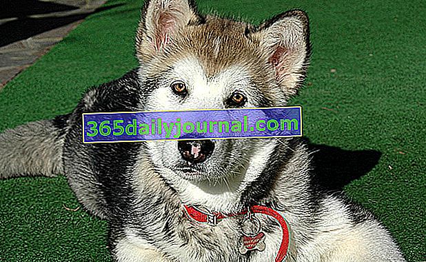 El Alaskan Malamute es originalmente un perro de trineo.