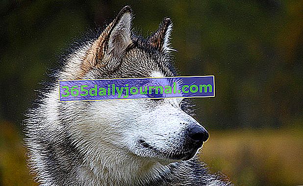 Aljašský malamut, severský pes