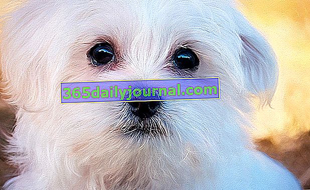 Bichon Maltais, miniaturní pes s bílou srstí
