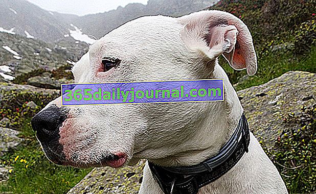 El Dogo Argentino, perro atlético y tranquilo