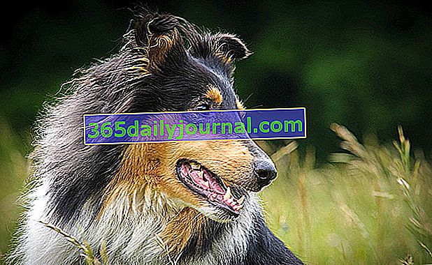 Cotización de seguro para perros: ¿cómo pedirla y descifrarla?