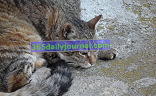 СПИН при котки (FIV): симптоми, лечение и профилактика