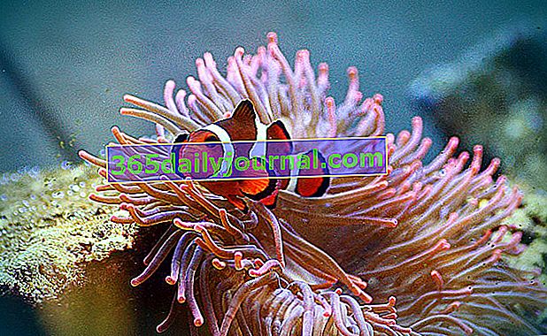 Clownfish (Amphiprion) v akváriu, naše rada