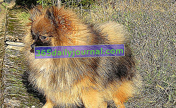 El Spitz enano o Pomerania Loulou, un perro muy pequeño