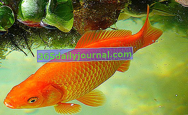 ¿Qué tratamientos son adecuados para los peces de colores?