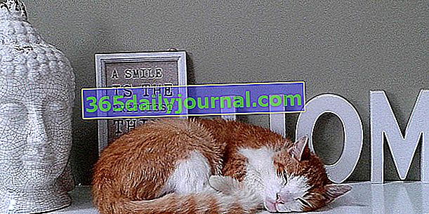 Котка в апартамент: 10 съвета за възпитание и щастие