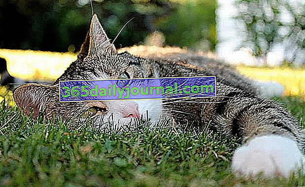 Białaczka kotów: objawy, leczenie i zapobieganie