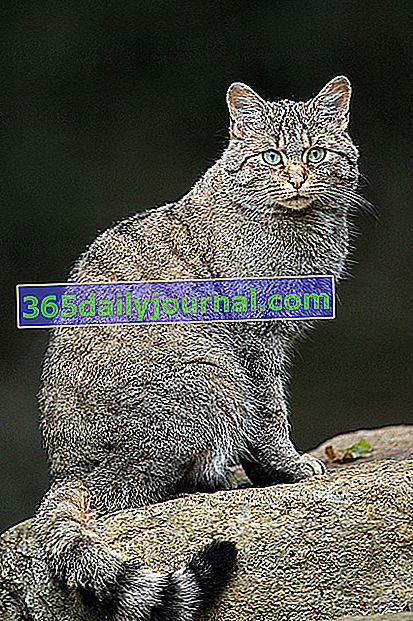 divoká kočka (Felis silvestris silvestris) nebo lesní kočka 