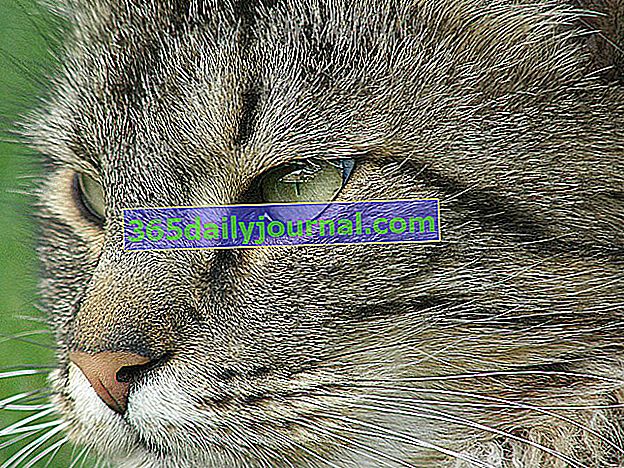 дива котка (Felis silvestris silvestris) или горска котка 