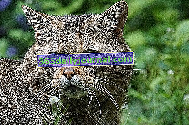 divoká kočka (Felis silvestris silvestris) nebo lesní kočka 