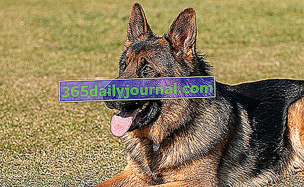 El pastor alemán, perro de defensa y asistencia por excelencia