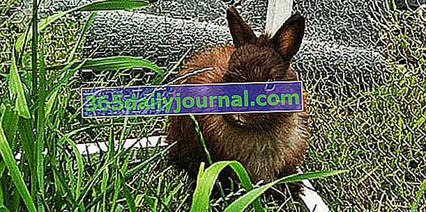 Trpasličí králík nebo králík domácí: adopce a výchova králíka doma