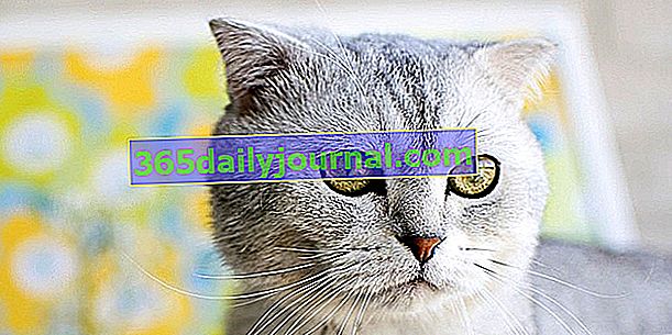 İskoç Kıvrımı: benzersiz bir görünüme sahip sevimli bir kedi!