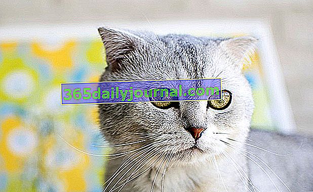 The Scottish Fold: rozkošná kočka s bezkonkurenčním vzhledem!