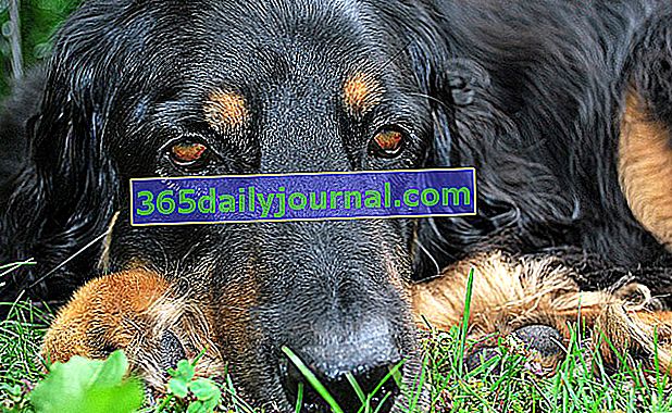 Епилепсия при кучета: причини, симптоми, лечение и профилактика
