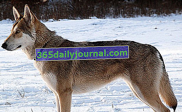 The Saarloos Wolfdog, изглежда като вълк