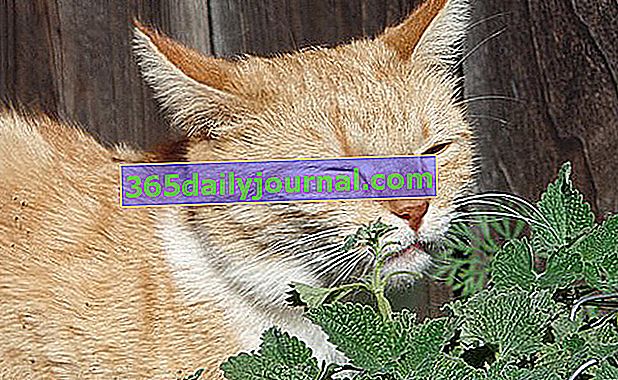 Кошачью мяту также называют кошачьей мятой (Nepeta cataria).