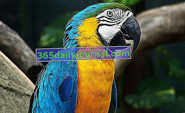 Hodowla papugi w domu: jaki gatunek wybrać?