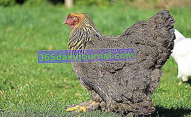 La Poule Brahma, гигантска декоративна кокошка