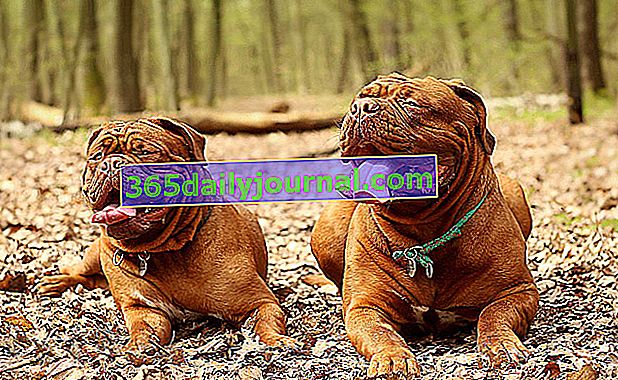 El Dogo de Burdeos, raza de perro francés
