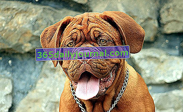 Dogue de Bordeaux, podsaditý a svalnatý pes