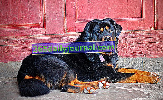 Tibetská doga je velmi starý pes