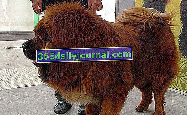 Tibetanski mastif više odgovara selu