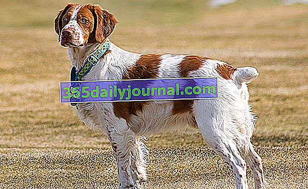 Bretónsky španiel, skutočný poľovnícky pes