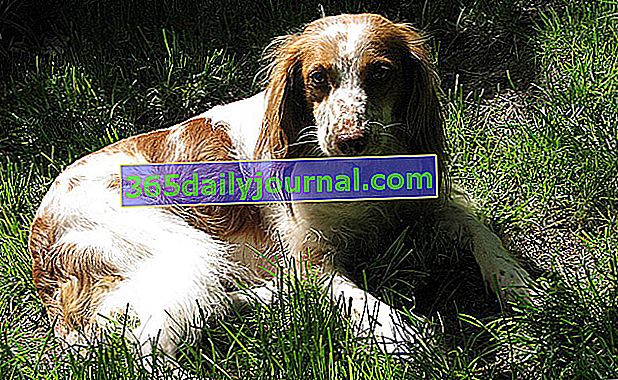 El Breton Spaniel, un perro que necesita mucho ejercicio