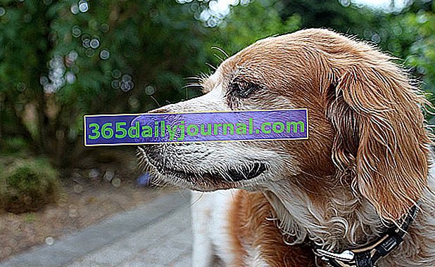 El Breton Spaniel, un perro 100% de origen francés