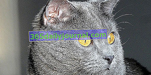 Шартрё, великолепный серо-голубой кот