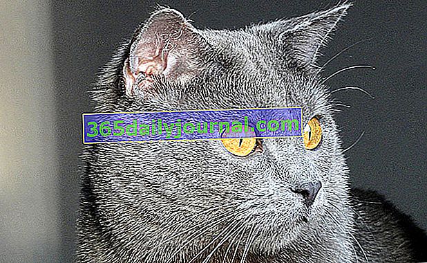 Chartreux, vynikající modrošedá kočka