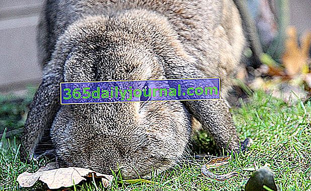 El conejo carnero, conejo de orejas grandes y pelo sedoso