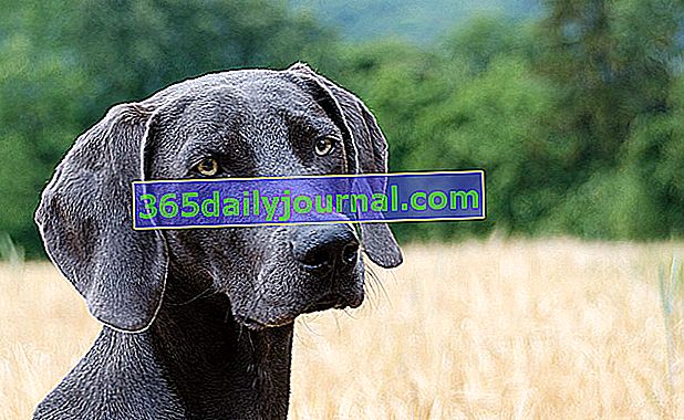 Веймаранерското, елегантно куче с тънко, мускулесто и атлетично тяло