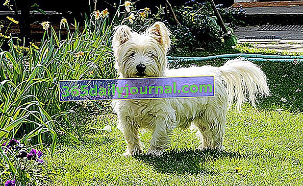 El West Highland Terrier