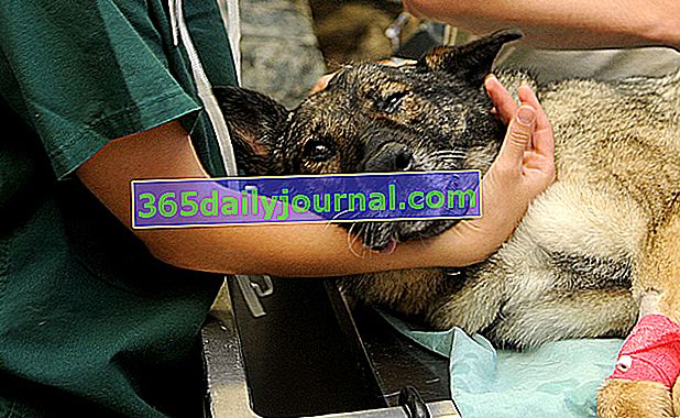 Nujna veterinarska pomoč: kdaj in kako najti dežurnega veterinarja?