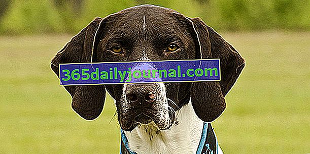 Německý ohař krátkosrstý, pes ušlechtilého a atletického vzhledu