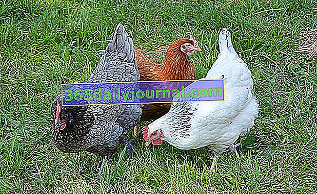 Las principales enfermedades de los pollos: síntomas, tratamiento y prevención.
