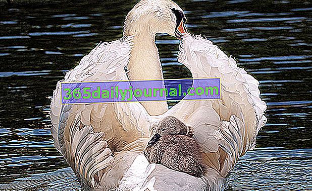 Ženka labuda i njena mladunčad