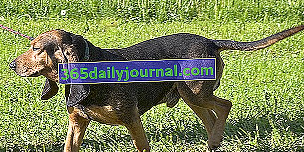 Le Bruno du Jura, pes s dlouhými kulatými a visícími ušima