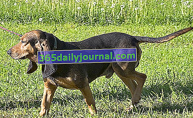 Le Bruno du Jura, un perro de orejas largas y redondeadas y caídas