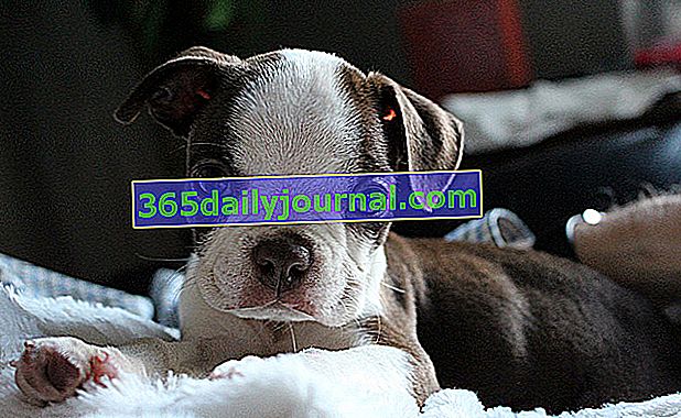 Cachorro boston terrier