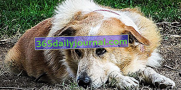 Опухоль селезенки у собак: причины, симптомы, лечение
